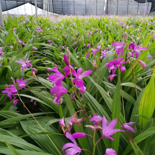 西充县紫花白芨苗 育苗基地清棚批发处理