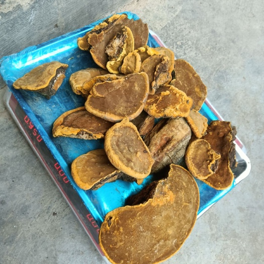 桑黄  纯深山，通货，大小都有