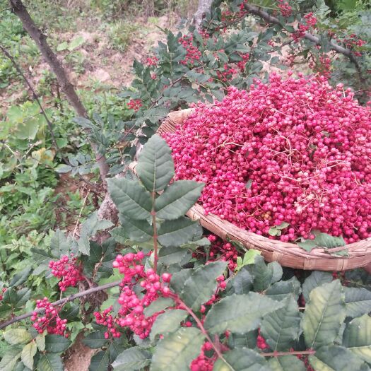 陇南红花椒 陇南市武都区六月梅花椒，颜色红，麻味纯真，