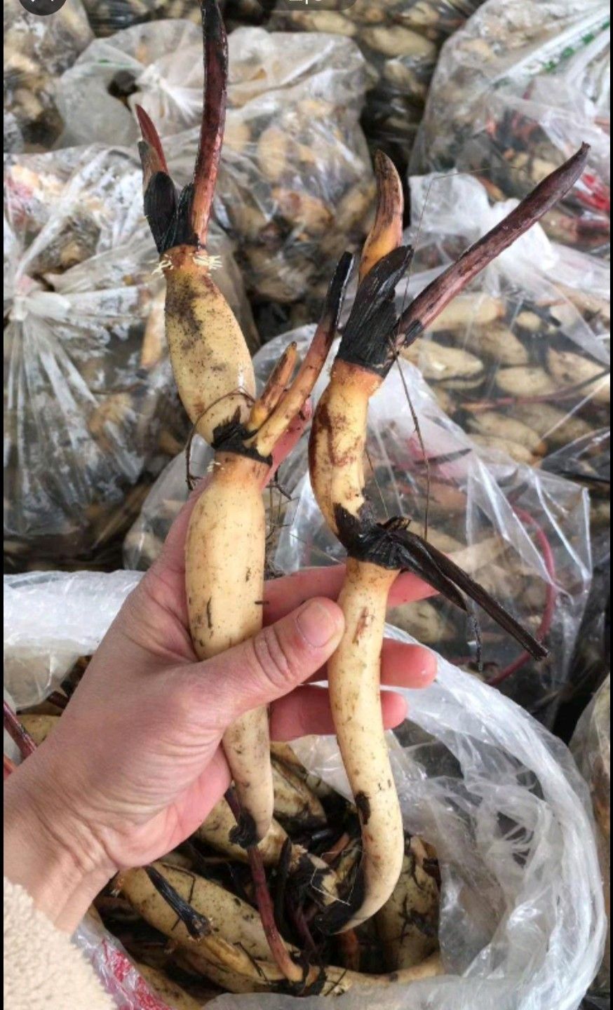 红花莲藕苗 泥藕