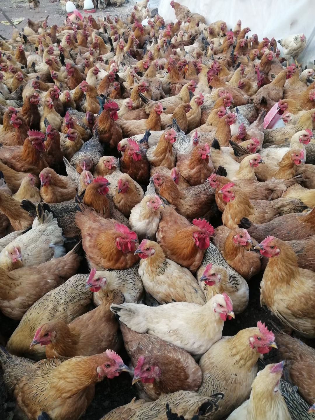 882黄鸡 5-6斤 统货