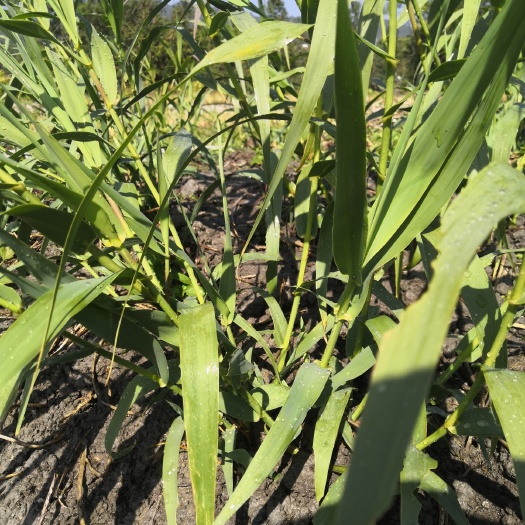 肇庆牧草  全光照培育绿洲一号老根苗零下25度可安全越冬一次种植