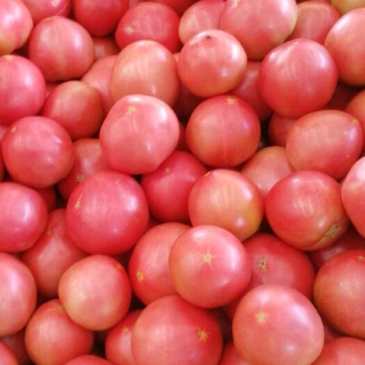 平原县毛粉西红柿  近两天内有大约三千斤西红柿🍅，毛粉