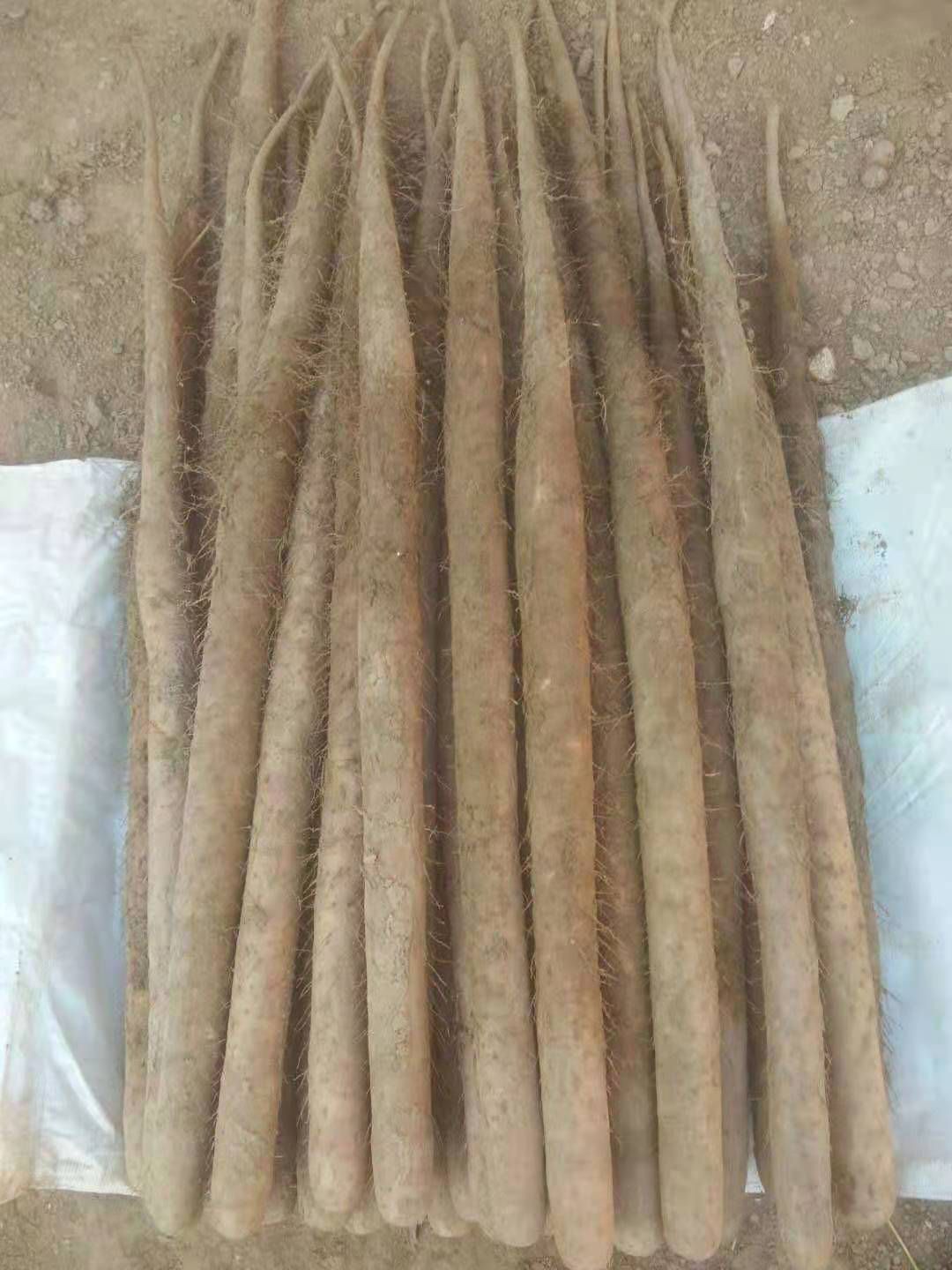 毛山药  精品双棒河北特产火热进行中