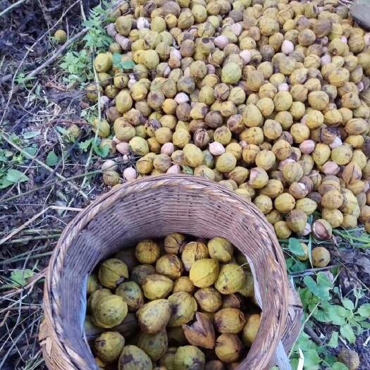 锦屏县黔东南山核桃仁  有机产品 正宗