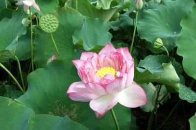 红花莲藕苗 泥藕