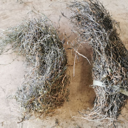 白花蛇舌草  云南白花舌舌草