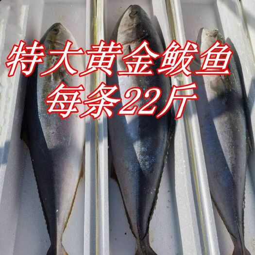 沙甘鱼  黄金大鮁鱼深水海鱼新鲜冷冻发货