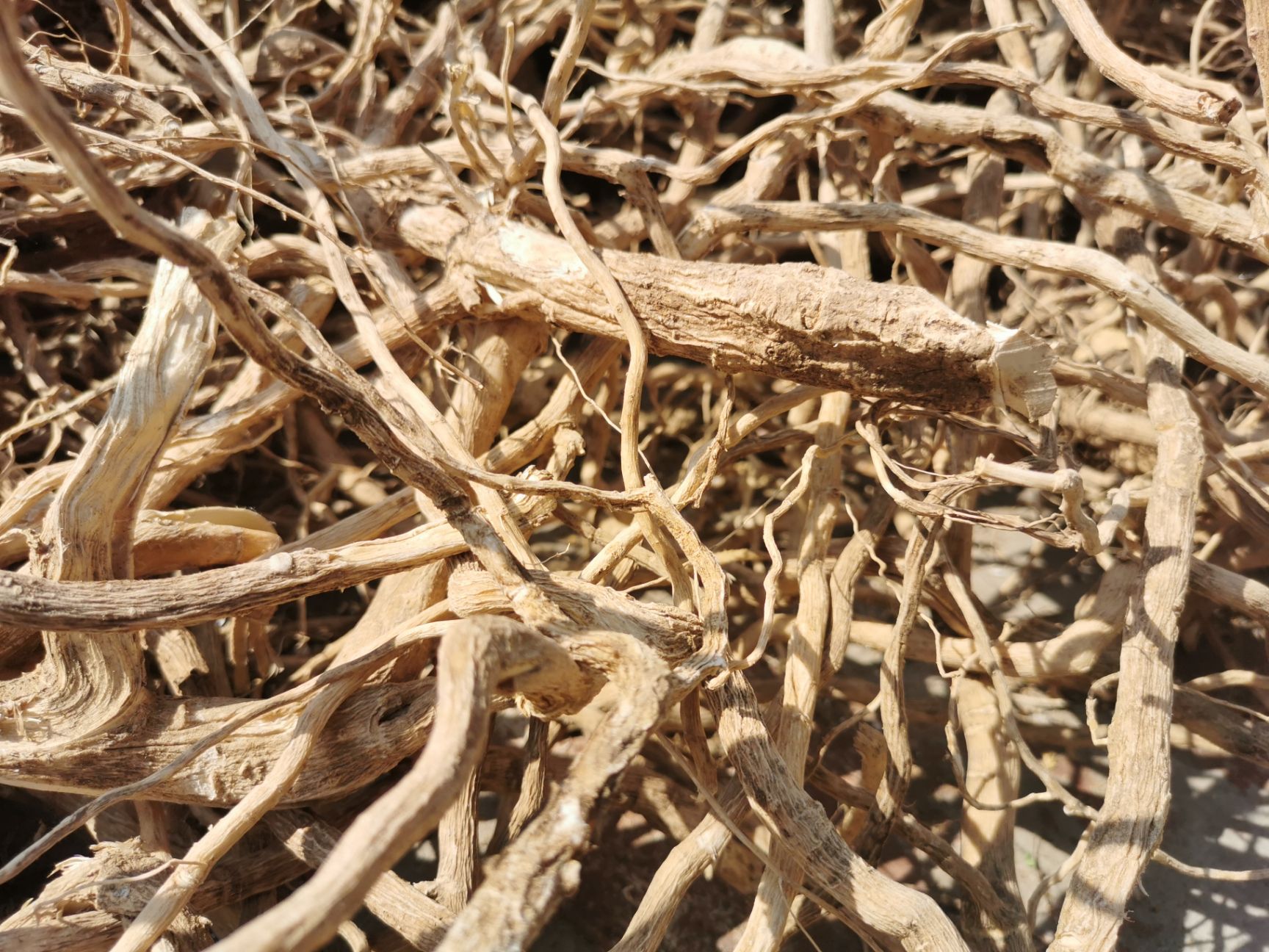 黄花倒水莲 统货 煲汤