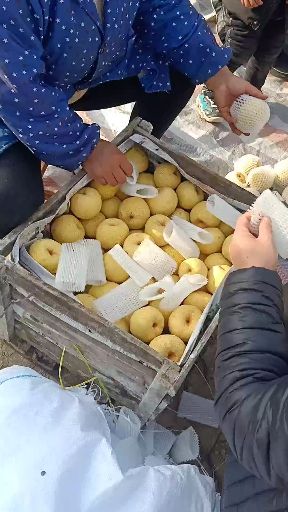 酥梨 河南省商丘市宁陵县