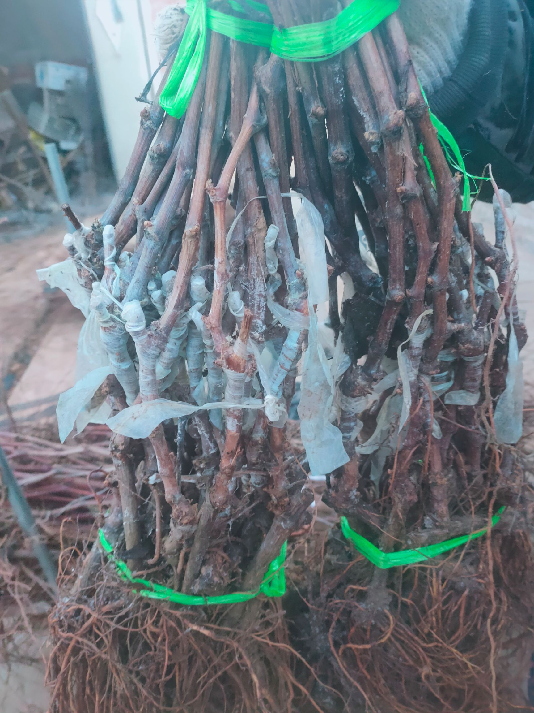 巨盛一号葡萄苗