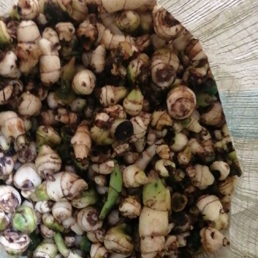 马关县慈菇 毛茨菇苗大量供应