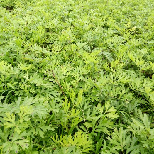 岫岩县白头翁大苗(毛骨朵花)