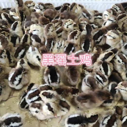 眉山大种黑瑶土鸡苗批发，土鸡苗批发，黑瑶土鸡苗批发