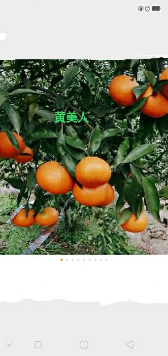 黄美人柑橘枝条  黄美人柑桔，枝条，品种来源于日本爱媛县2021年最火曝的品种