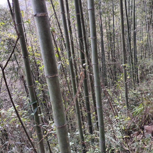 十堰荒地  山林地出租