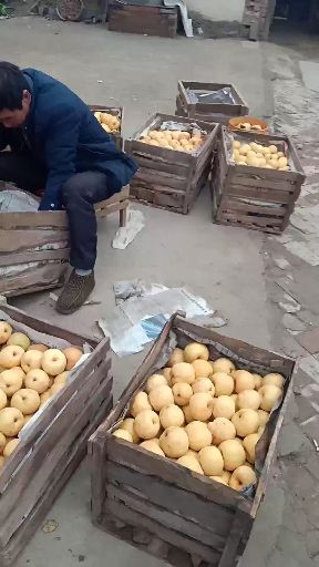 酥梨 河南省商丘市宁陵县