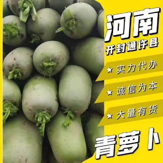 通许县青萝卜  精品萝卜，全国发货，产地直销，品质优越，量大从优，价格合理，