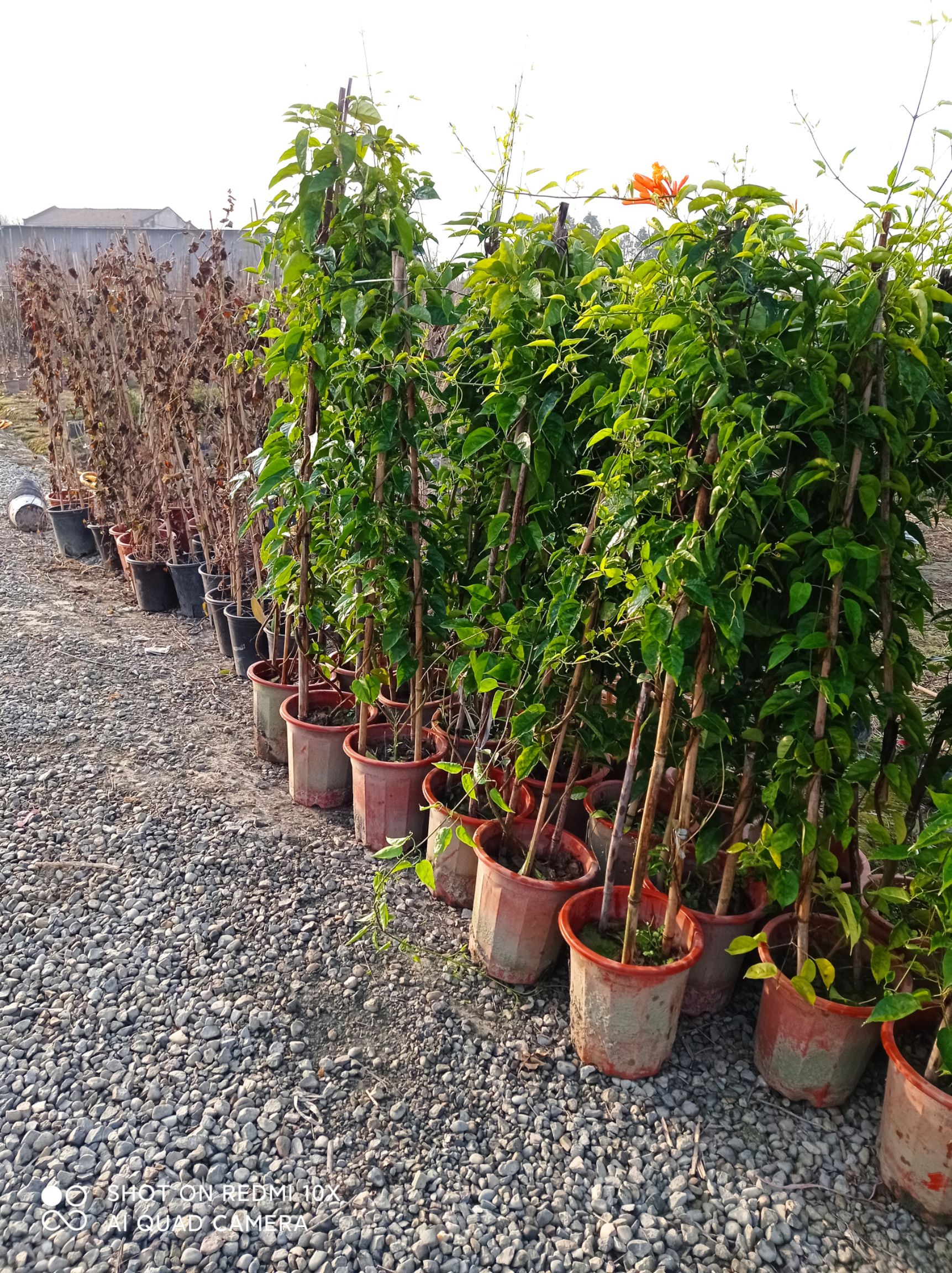 成都本地炮仗花，3年老货，热销中