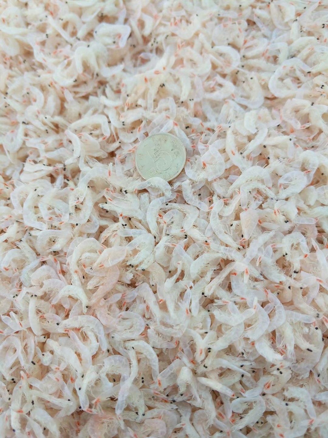 虾皮 水晶虾皮 淡干无盐 无杂质 各种规格可选 支持一件代发