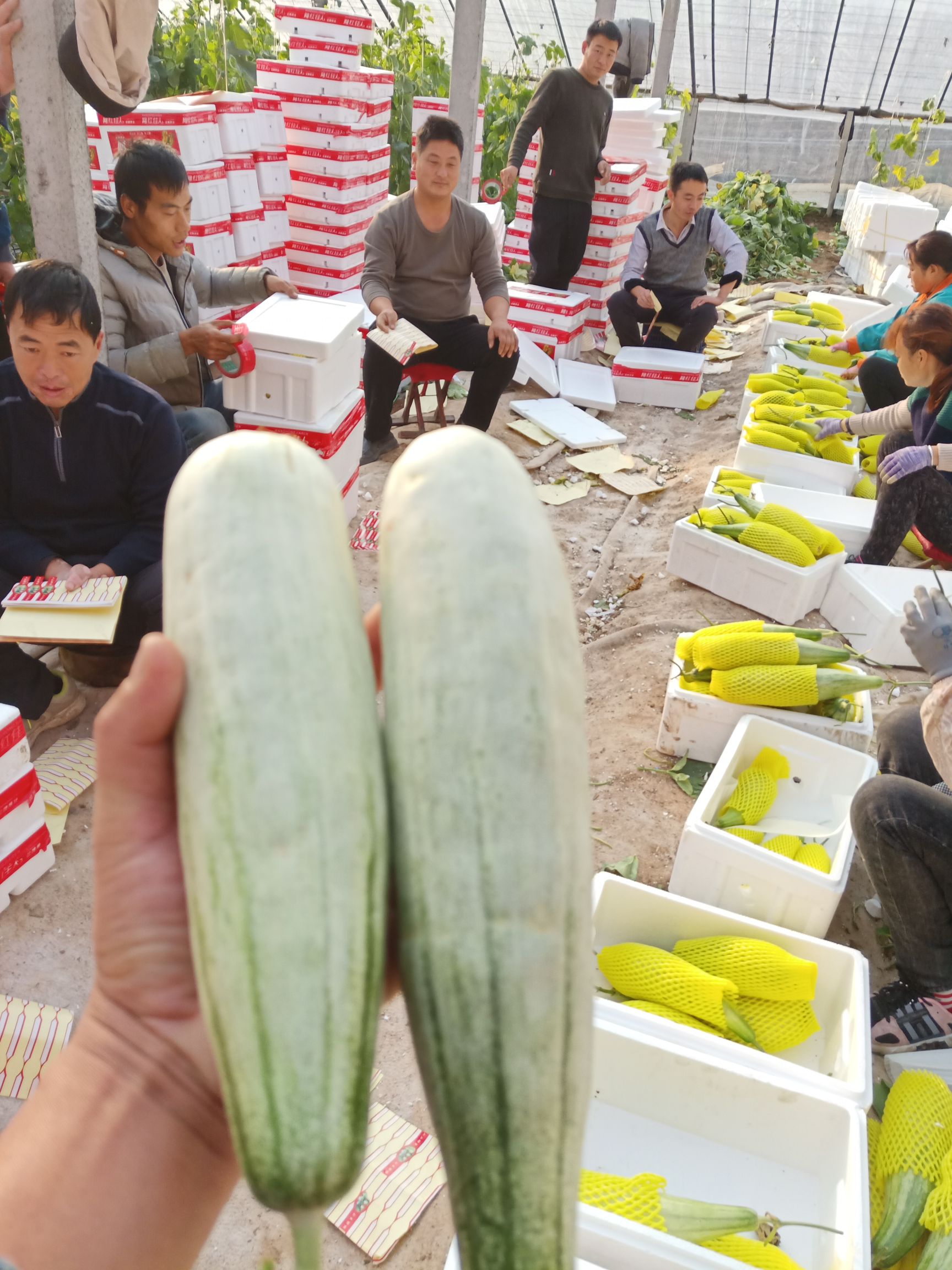 寿光羊角蜜甜瓜 盘古密博洋六一甜瓜 量大质优口感好