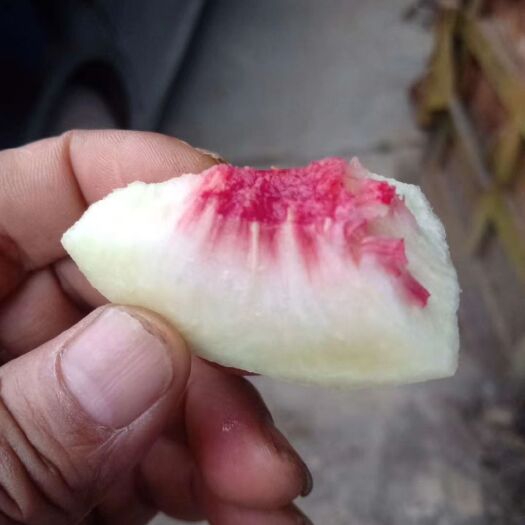 怀化冬桃苗 香甜脆的桃中之最一冬桃