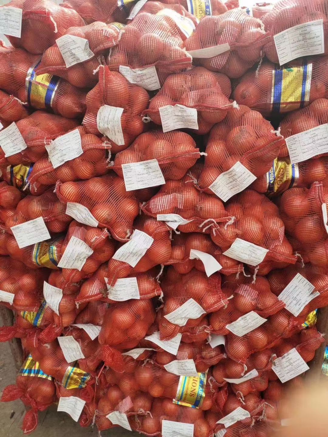 红皮蒜  山东大蒜