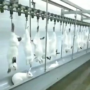 嘉祥县大量供应新鲜屠宰兔肉白条~批发价格出售