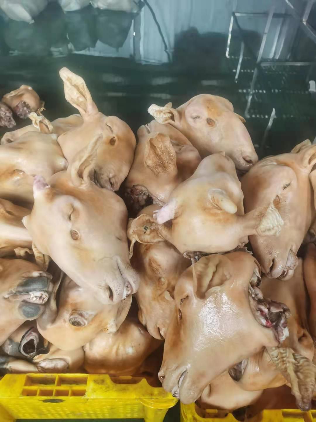 羊头 宁夏回族自治区清真牛羊肉，牛羊副产品批发销售，质量保证