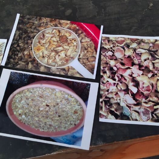红乳牛肝菌 鲜牛肝菌 