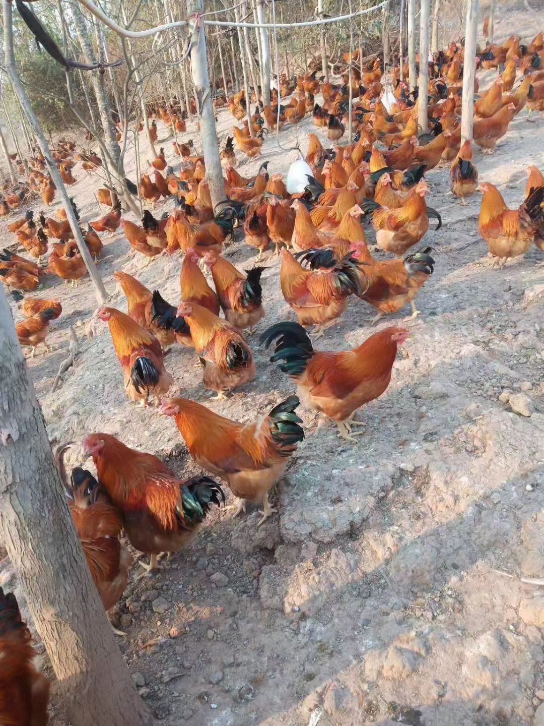 阉鸡 201天，均重5斤89，3000羽。