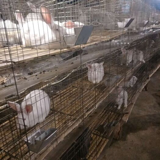 内江伊拉兔、肉兔、批发零售