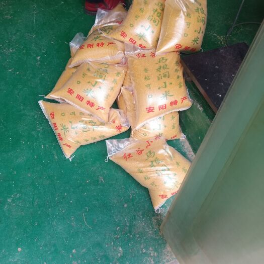 安阳黄小米