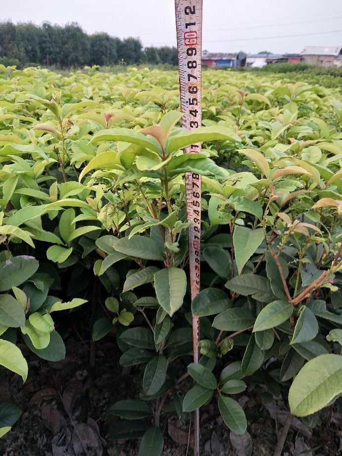 四季桂  月月桂 小毛球