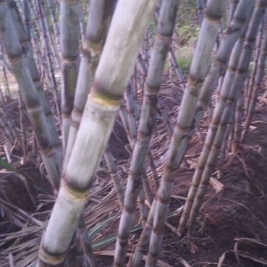 仙桃市 水田改旱田种植青皮白玉甘蔗，货多货好超级甜而且便宜，