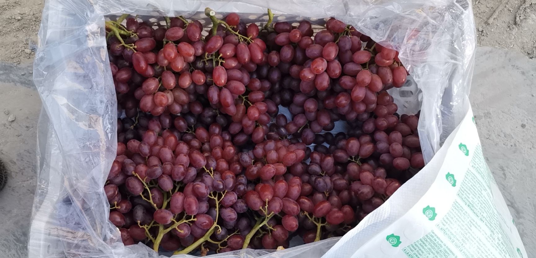 克伦生葡萄 一级果 