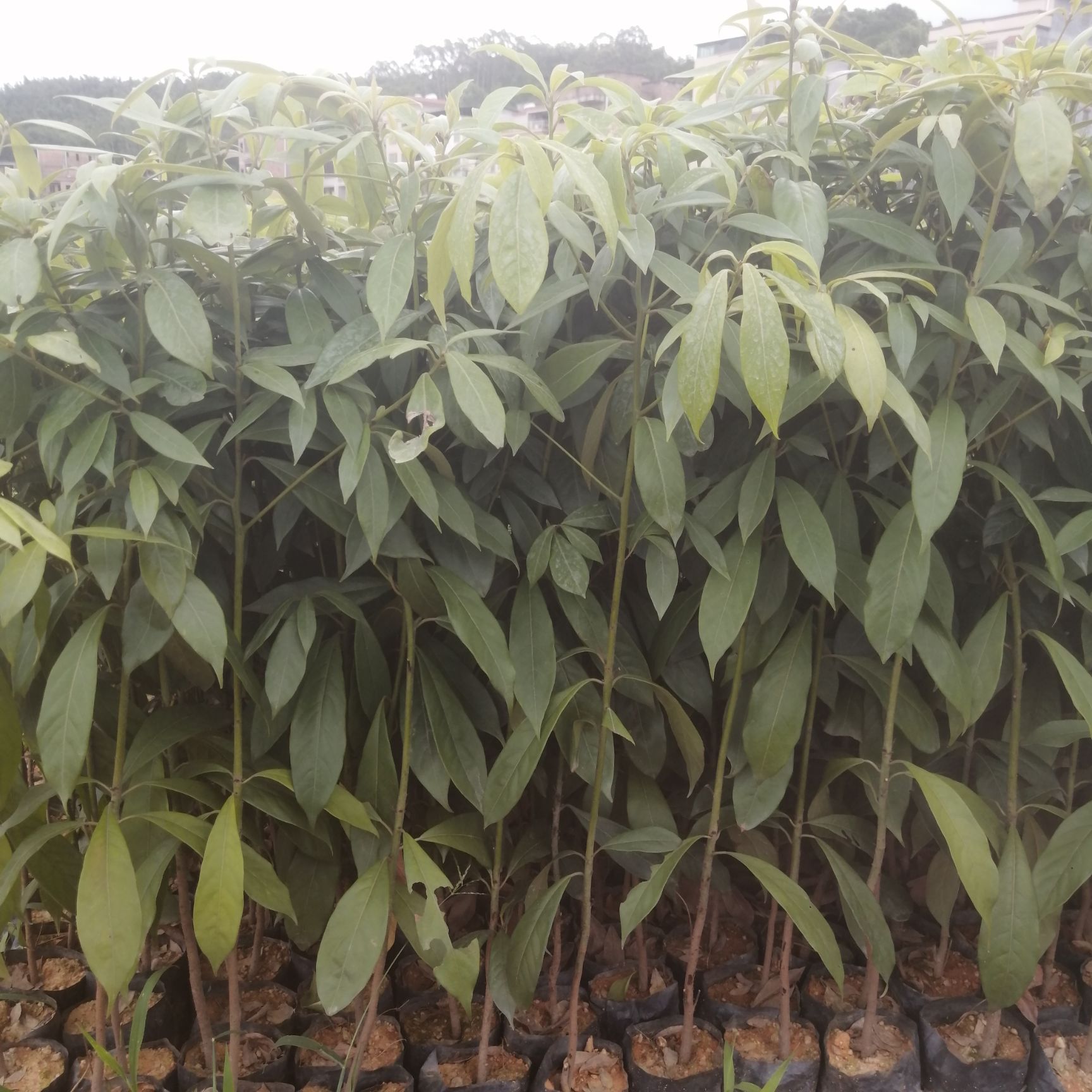 金丝楠苗  楠木苗 楠木袋苗  楠木杯苗