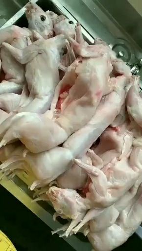 大量供应新鲜屠宰兔肉白条~批发价格出售