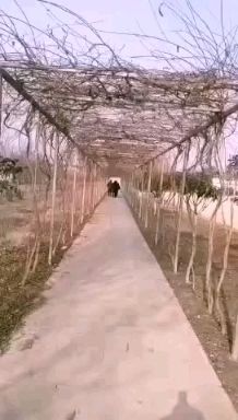 红火箭紫薇 三角梅花大量供应，出售各种规格的凌霄和紫藤杯苗。