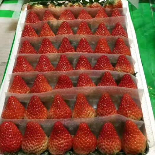 定远县红颜草莓 一级果