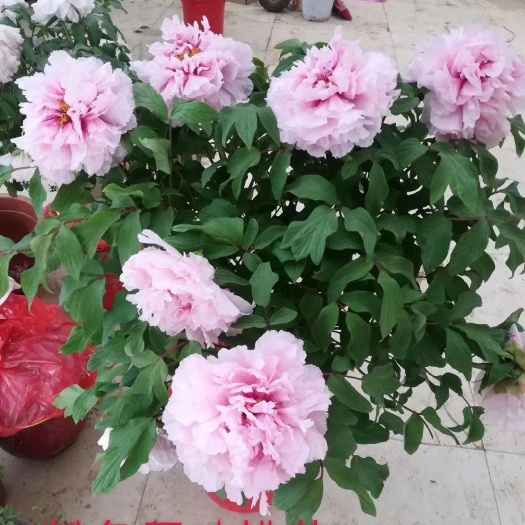 菏泽观赏牡丹 春节催花牡丹，花开富贵，