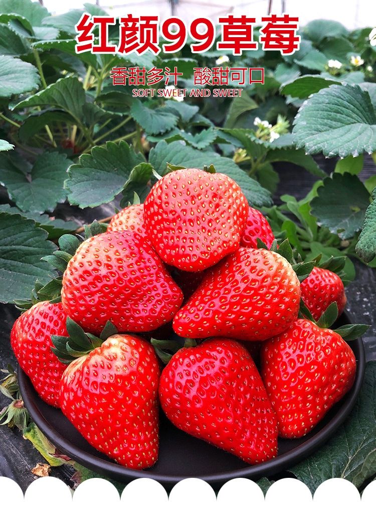  大凉山德昌草莓