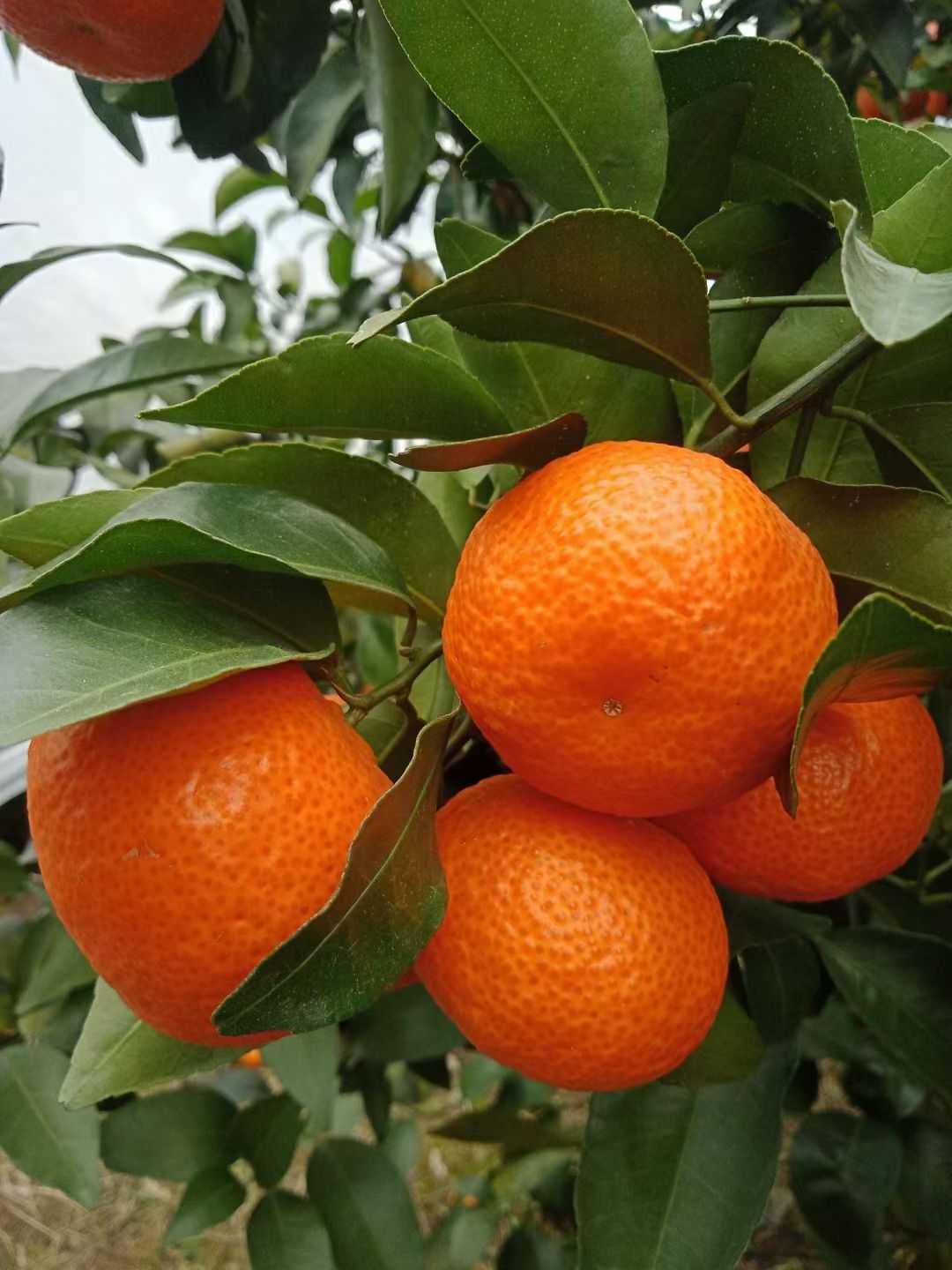 柑桔  永福县，沙糖桔，皮亮，口感好