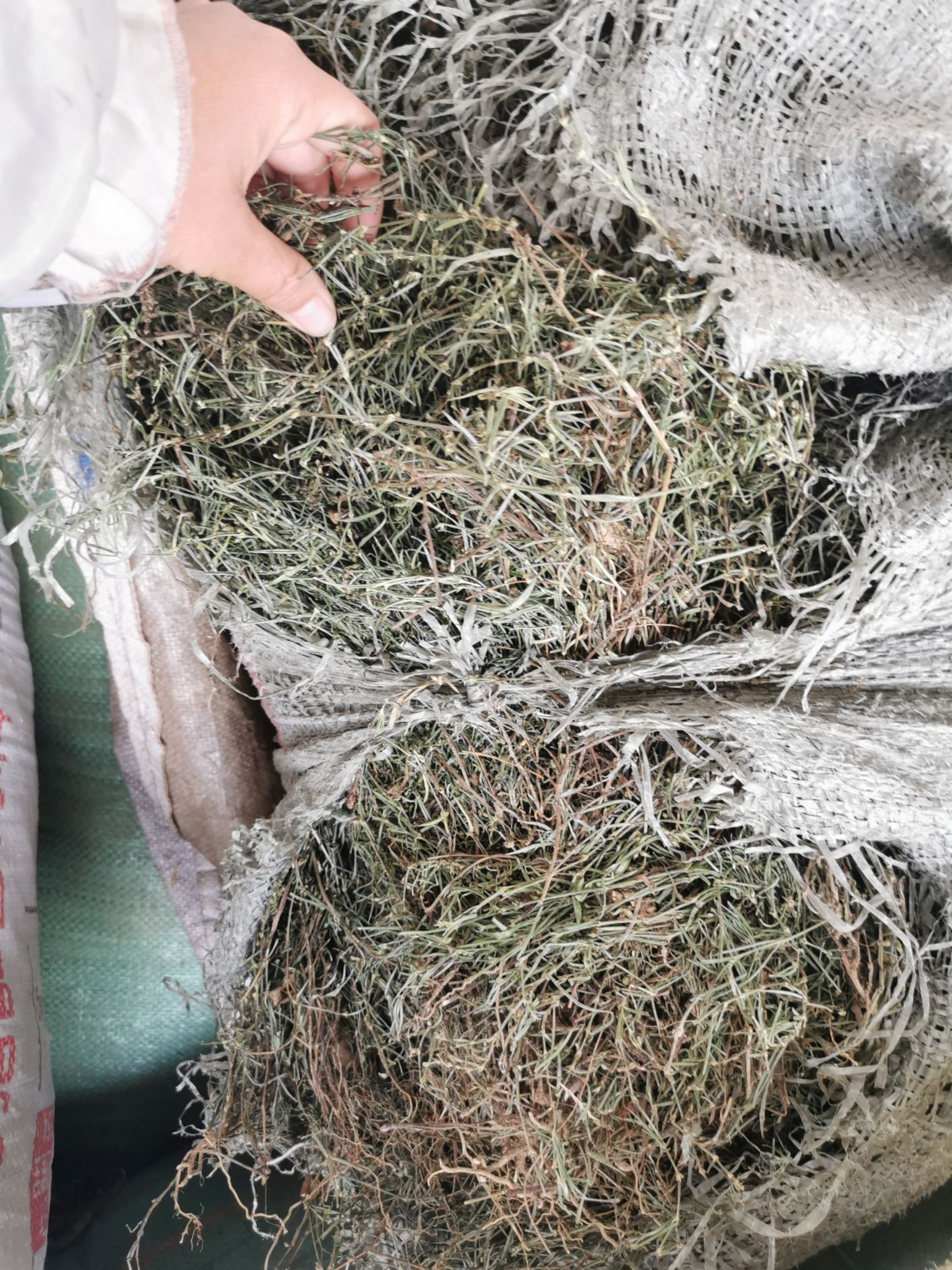 白花蛇舌草  云南白花舌舌草