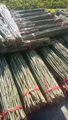 毛竹  竹竿批发