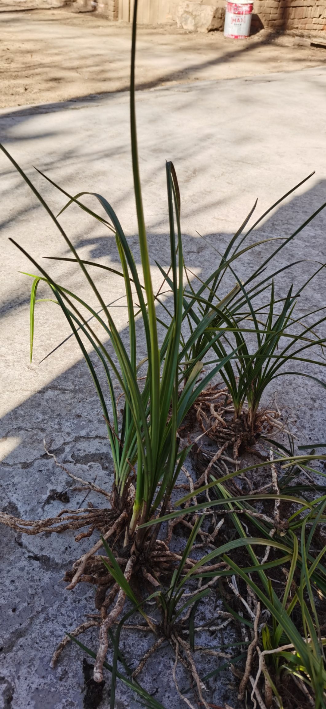  秦岭蕙兰