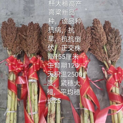 克山县吉杂218.英杂6号高粱种子