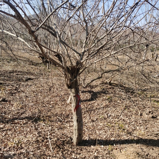 确山县 紫藤