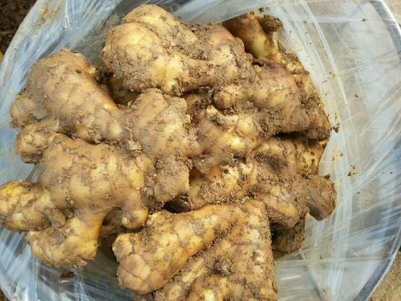 山东优质大黄姜大量供应，货源充足