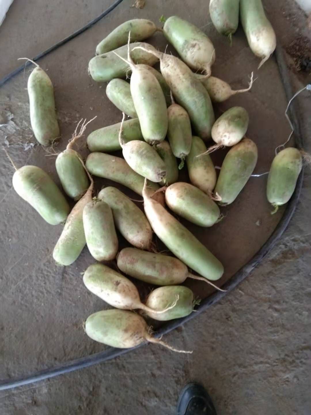 开封通许青萝卜大量上市！ 质量杠杠滴！